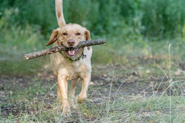 Retrato de un labrador corriendo en una cámara y llevando un palo de madera en sus mandíbulas