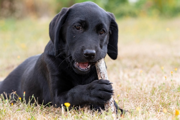 Foto retrato de un labrador negro de 11 semanas jugando con un palo afuera en el jardín