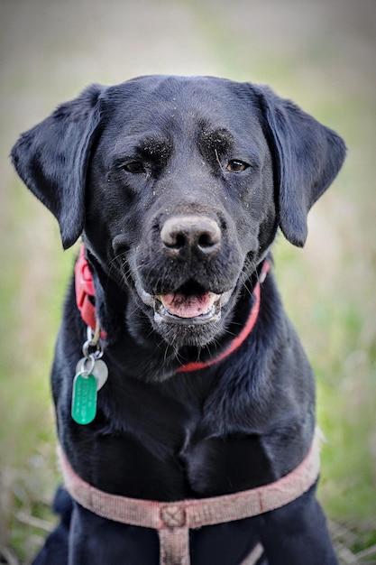 Foto retrato de un labrador negro llamado dominó