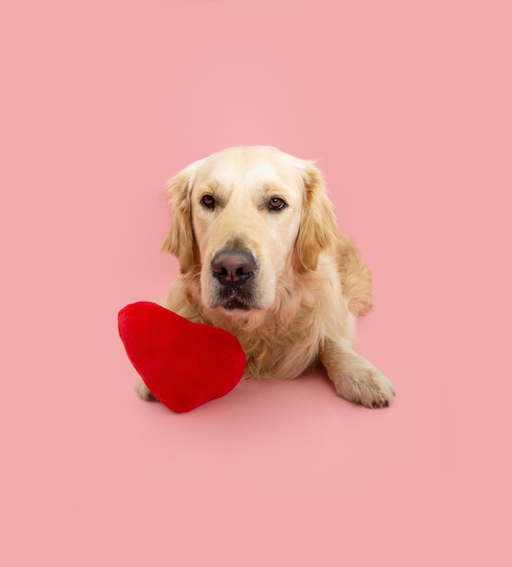 Retrato labrador retriever cachorro perro celebrando el día de san valentín con un corazón rojo aislado sobre fondo rosa pastel