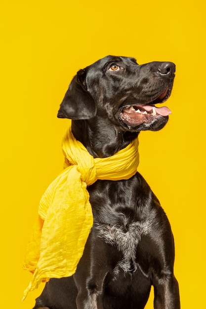 Retrato de labrador retriever negro sobre fondo amarillo