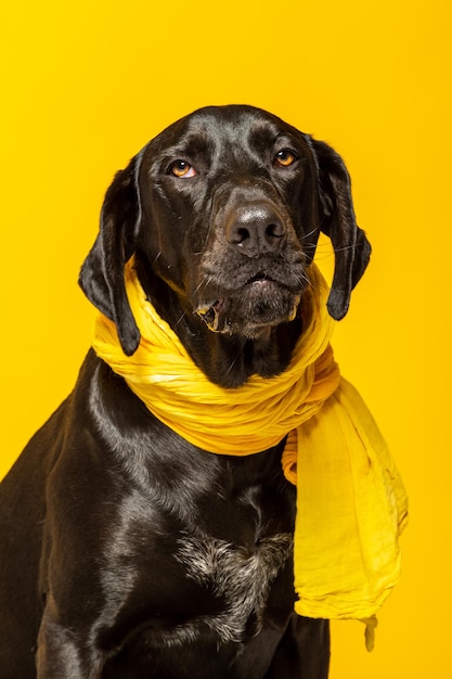 Retrato de labrador retriever negro sobre fondo amarillo