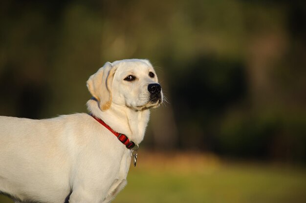 Retrato de un labrador retriever de pie en un parque