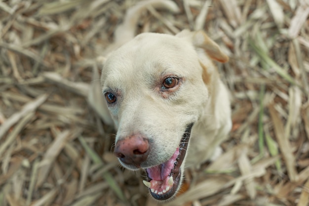 Retrato de Labrador Retriever