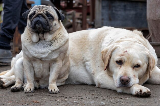 Retrato de un labrador triste y un perro pug