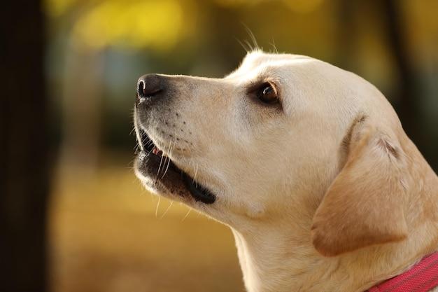 retrato de labrador