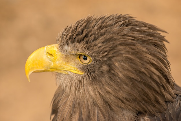 Retrato de un lado de águila marrón en el zoológico