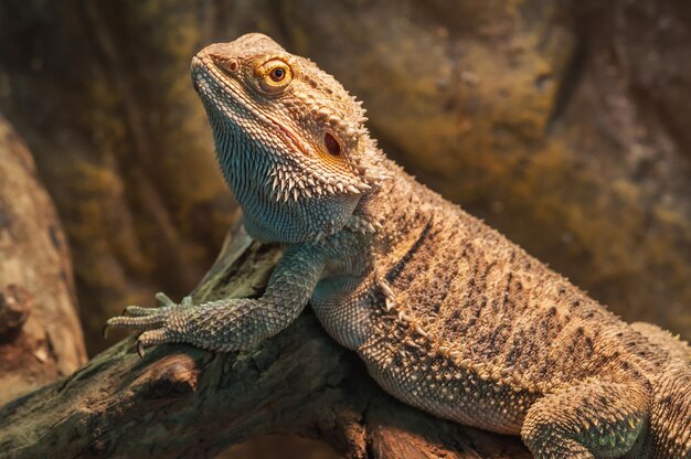 Retrato de lagarto agama dragón barbudo