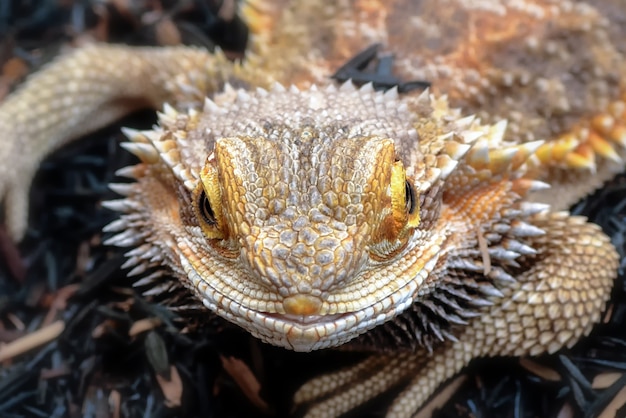 Retrato de un lagarto dragón barbudo