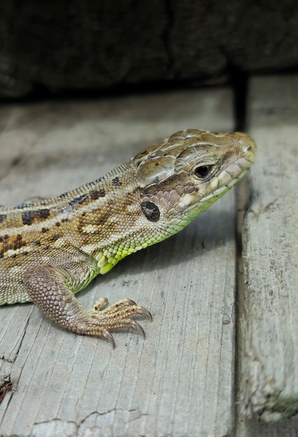 Retrato de un lagarto gris que descansa en el jardín