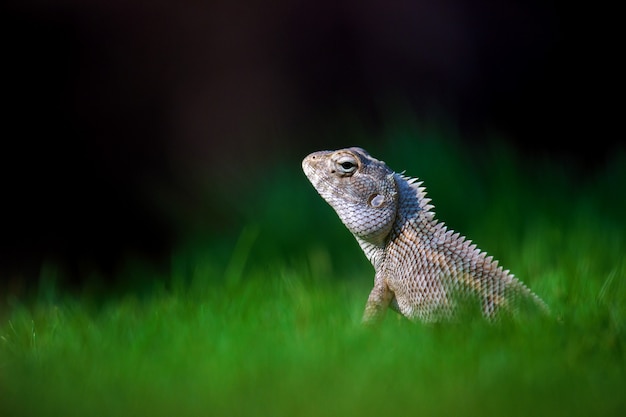 Retrato de un lagarto de jardín en la hierba