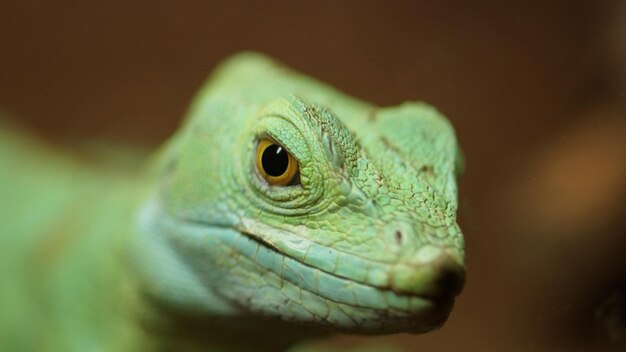 Foto retrato de lagarto en primer plano