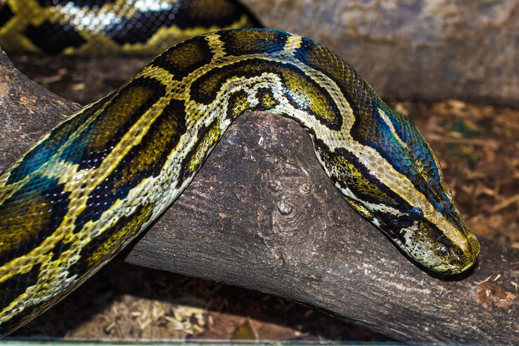 Foto retrato de lagarto en primer plano