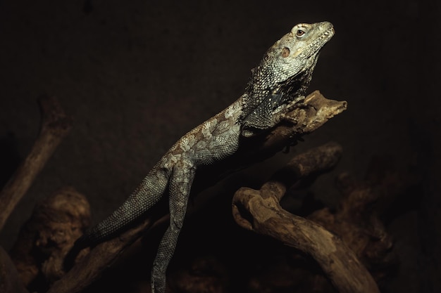 Retrato de un lagarto en un zoológico de Bali