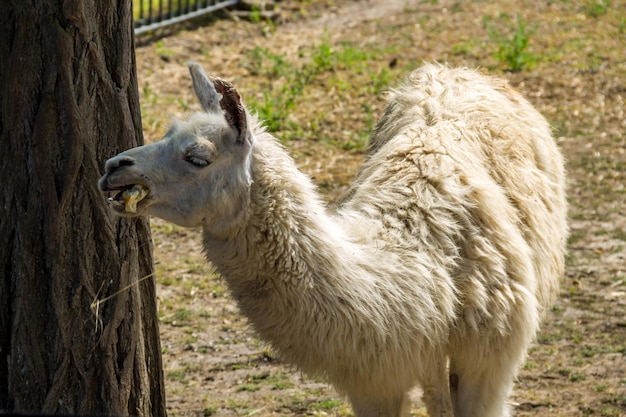 Retrato de un lama blanco