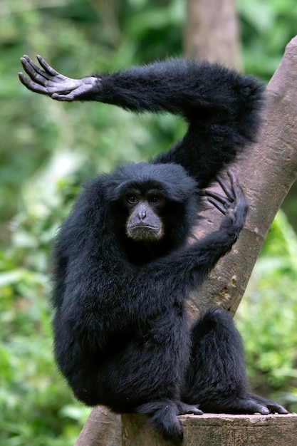 Retrato de un langur en las hojas gruesas