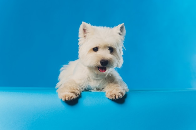 Retrato lapdog maltés Retrato de primer plano pequeño perro blanco.