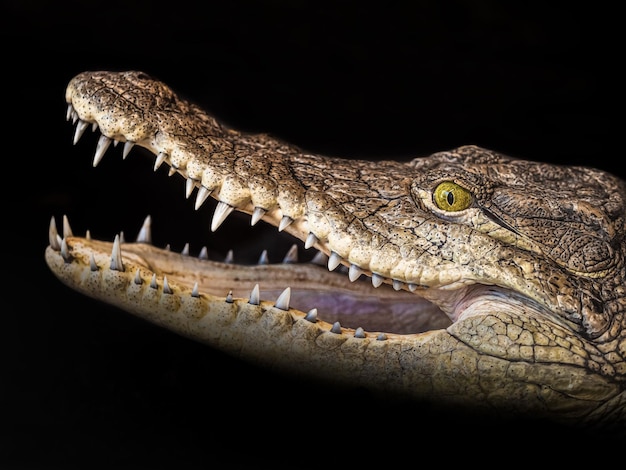 Retrato lateral aproximado de um crocodilo com a boca aberta isolado em um fundo preto