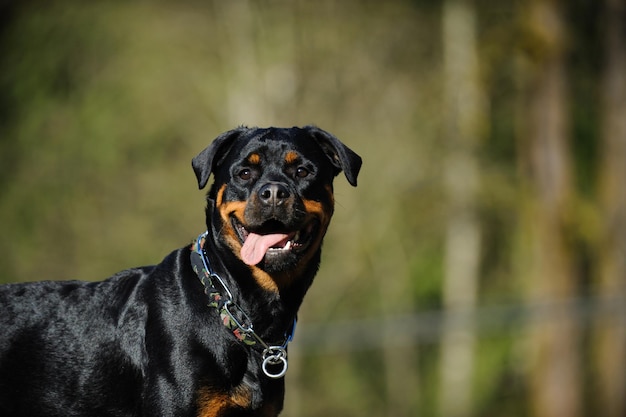 Retrato lateral de um cão