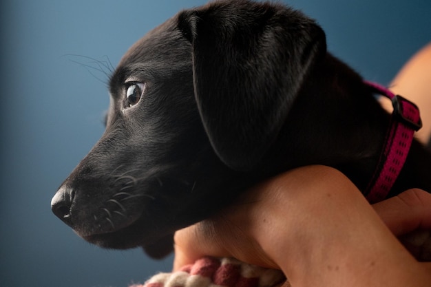 Retrato lateral de un pequeño y encantador cachorro labrador negro con collar rosa