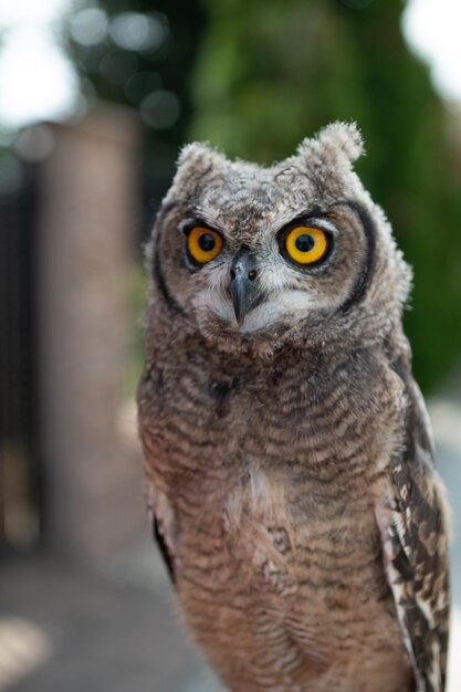 Retrato de la lechuza africana, Spotted Eagle-Owl -Bubo africanus también llamado African Spotted Eagle-Owl