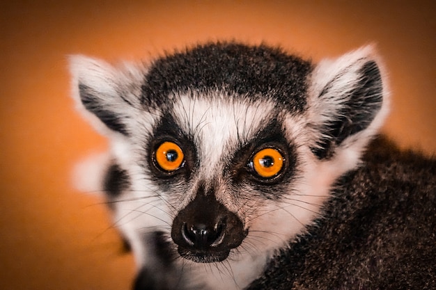 Foto retrato de un lémur de cerca