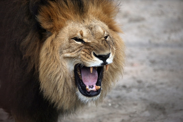 Retrato de un león africano gruñendo