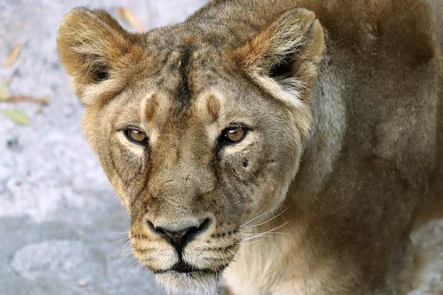 Retrato de un león animal depredador en el zoológico