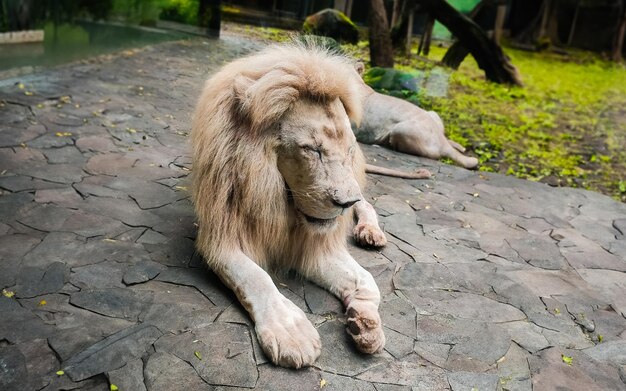 Foto retrato de un león blanco panthera leo