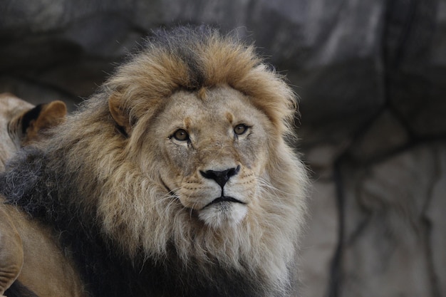 Retrato de un león contra una roca