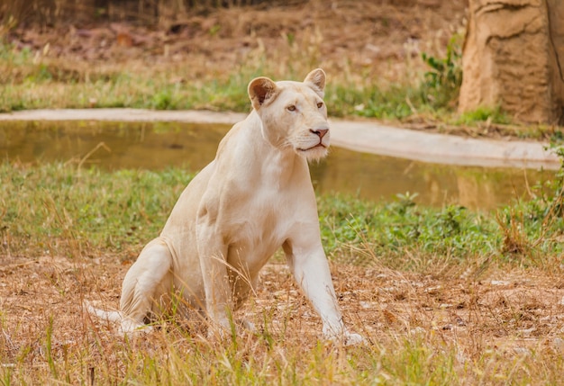 Retrato de un león femenino