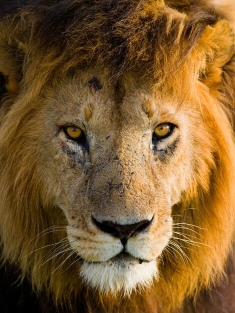Foto retrato de un león macho. kenia. tanzania. masai mara. serengeti.