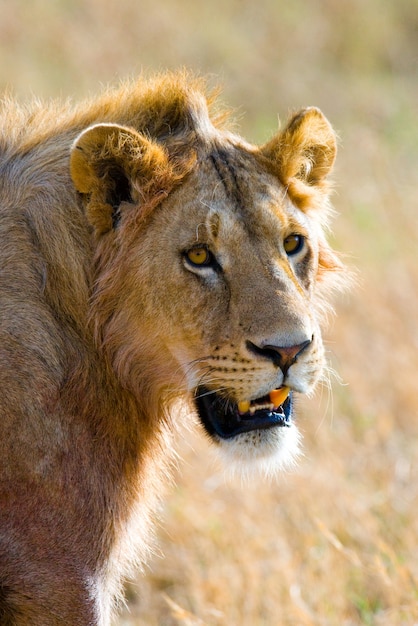 Retrato de un león macho