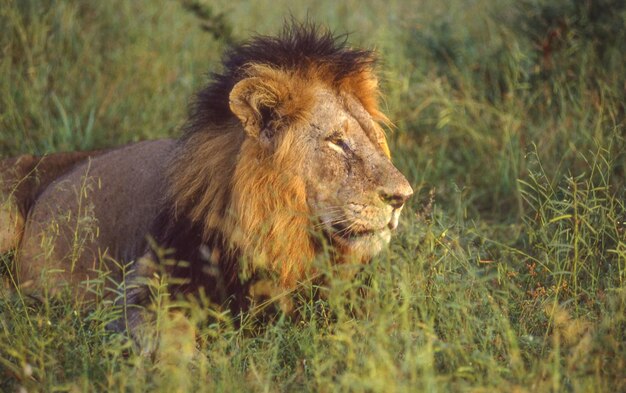 Retrato de un león macho