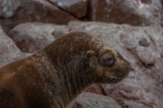 Retrato de león marino en Isla Ballestas Perú