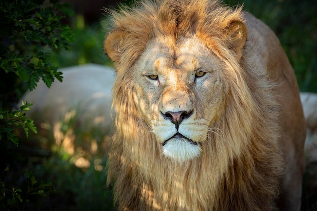Retrato de león con melena closeup..