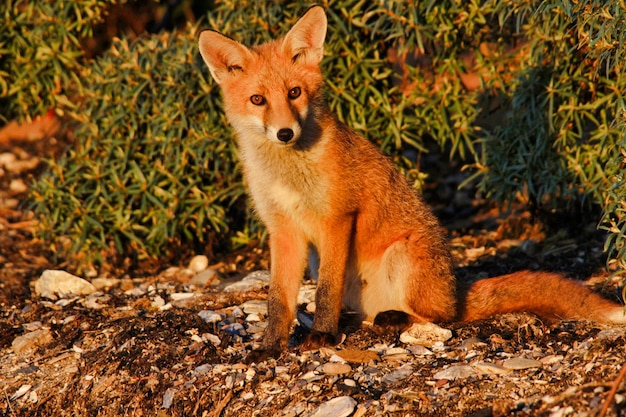 Foto retrato de un león de pie en tierra