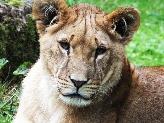 Foto retrato de león en primer plano