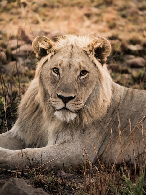Retrato de un león relajándose en el campo