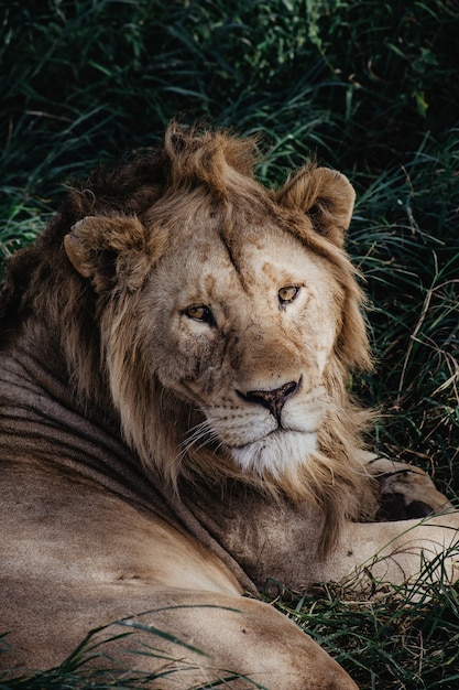 retrato de león salvaje en el Serengeti