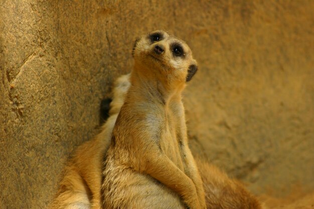 Foto retrato de un león sentado en la arena