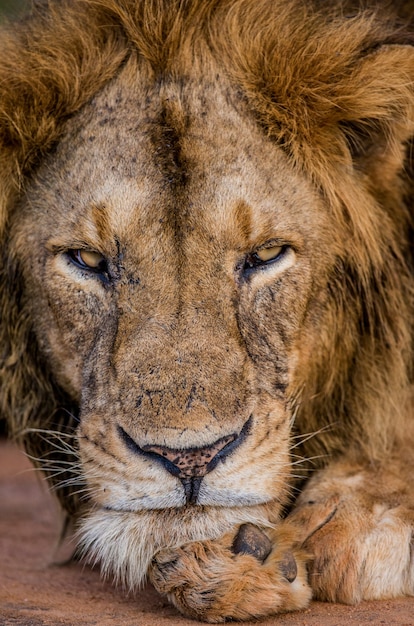 Retrato de un león Uganda