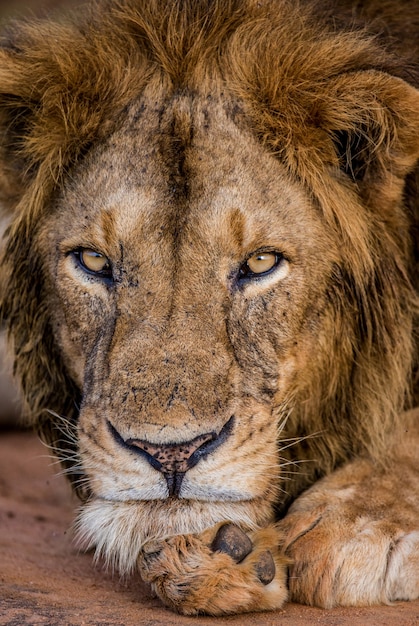 Retrato de un león