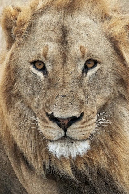 retrato de un león