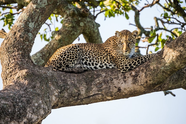 Retrato de un leopardo en la naturaleza