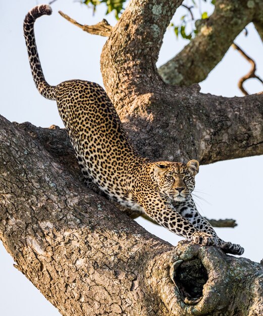 Retrato de un leopardo en la naturaleza