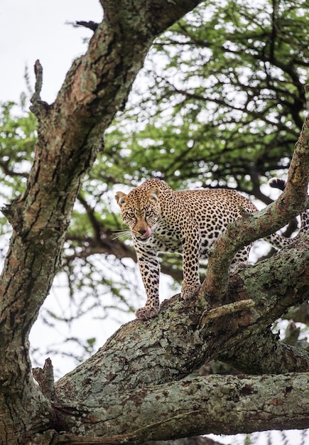 Retrato de un leopardo en la naturaleza