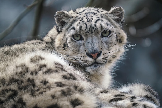 Retrato de un leopardo de las nieves Panthera uncia