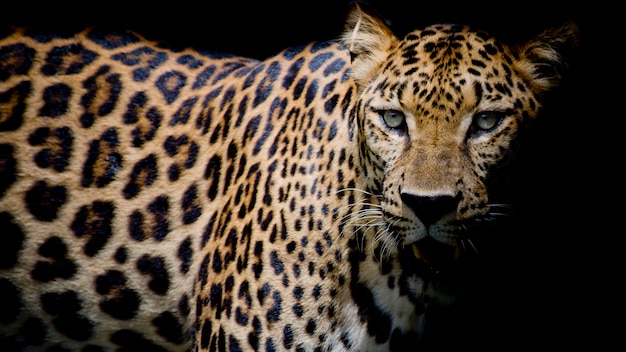 Retrato de leopardo