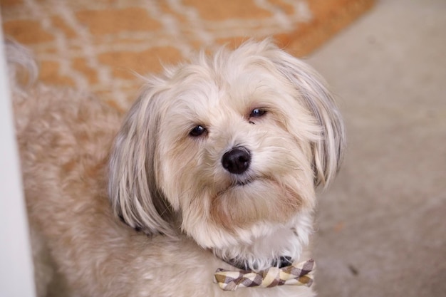 Retrato de Lhasa apso en su casa